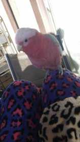 Lost Galah Cockatoo