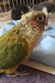 Lost Conure