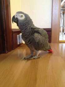 Lost African Grey