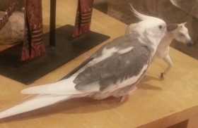 Lost Cockatiel