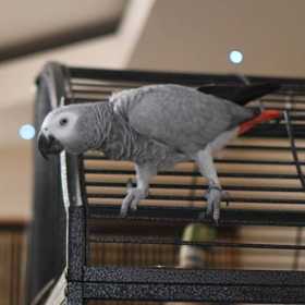 Lost African Grey