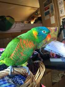 Lost Lory / Lorikeet