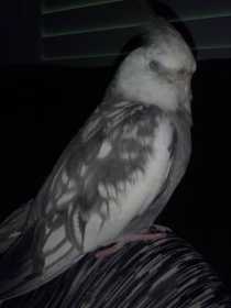 Lost Cockatiel