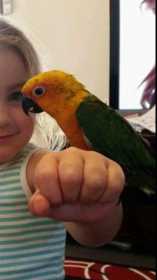 Lost Conure