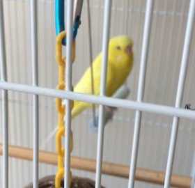 Lost Parakeet