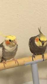 Lost Cockatiel