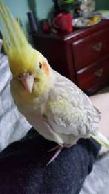 Lost Cockatiel