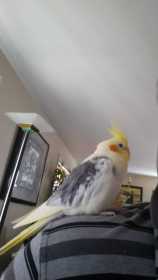 Lost Cockatiel