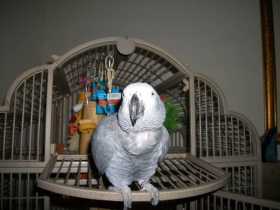 Lost African Grey