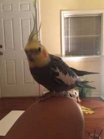 Lost Cockatiel