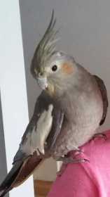 Lost Cockatiel