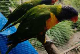 Lost Lory / Lorikeet