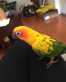 Lost Conure