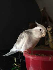 Lost Cockatiel