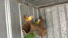 Lost Conure