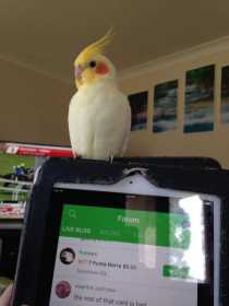 Lost Cockatiel