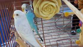 Lost Budgerigar