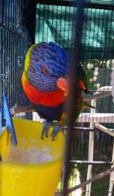 Lost Lory / Lorikeet