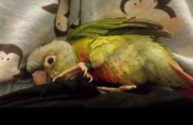 Lost Conure