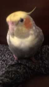 Lost Cockatiel