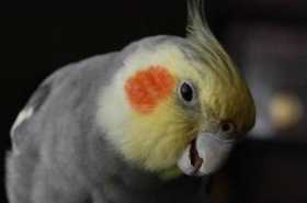 Lost Cockatiel