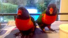 Lost Lory / Lorikeet