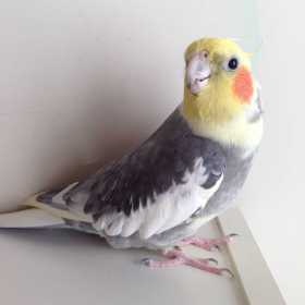 Lost Cockatiel