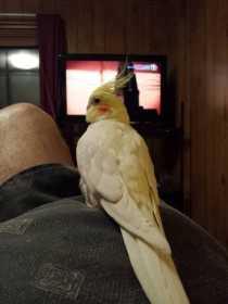 Lost Cockatiel