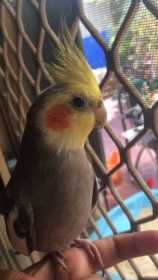 Lost Cockatiel