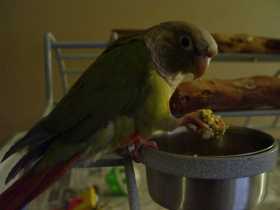 Lost Conure