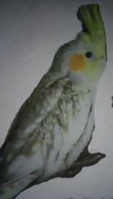 Lost Cockatiel