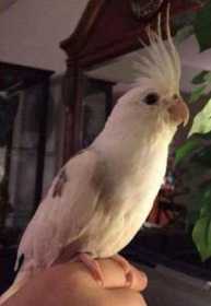 Lost Cockatiel