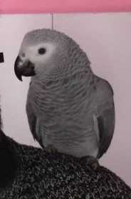 Lost African Grey