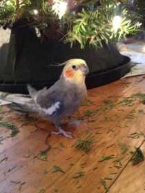 Lost Cockatiel