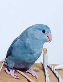 Lost Parrotlet