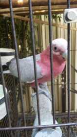 Lost Galah Cockatoo