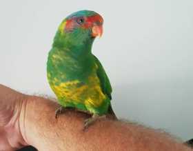 Lost Lory / Lorikeet