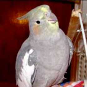 Lost Cockatiel