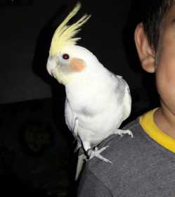 Lost Cockatiel