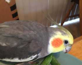 Lost Cockatiel