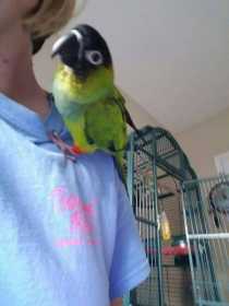 Lost Conure