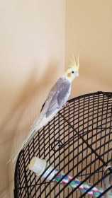 Lost Cockatiel