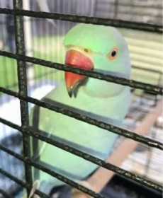 Lost Indian Ringneck Parakeet