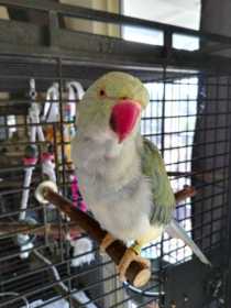 Lost Indian Ringneck Parakeet