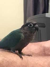 Lost Conure