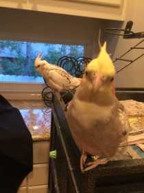 Lost Cockatiel