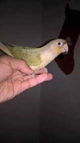 Lost Conure