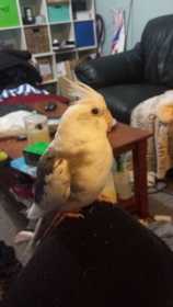 Lost Cockatiel