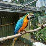 Lost Macaw