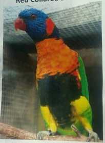 Lost Lory / Lorikeet